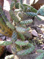 Image of coastal cholla