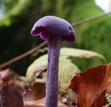 Image of Laccaria amethystina Cooke 1884