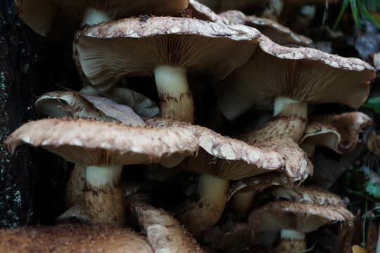 Pholiota squarrosa (Vahl) P. Kumm. 1871 resmi