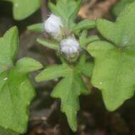 Image of Ajuga japonica Miq.