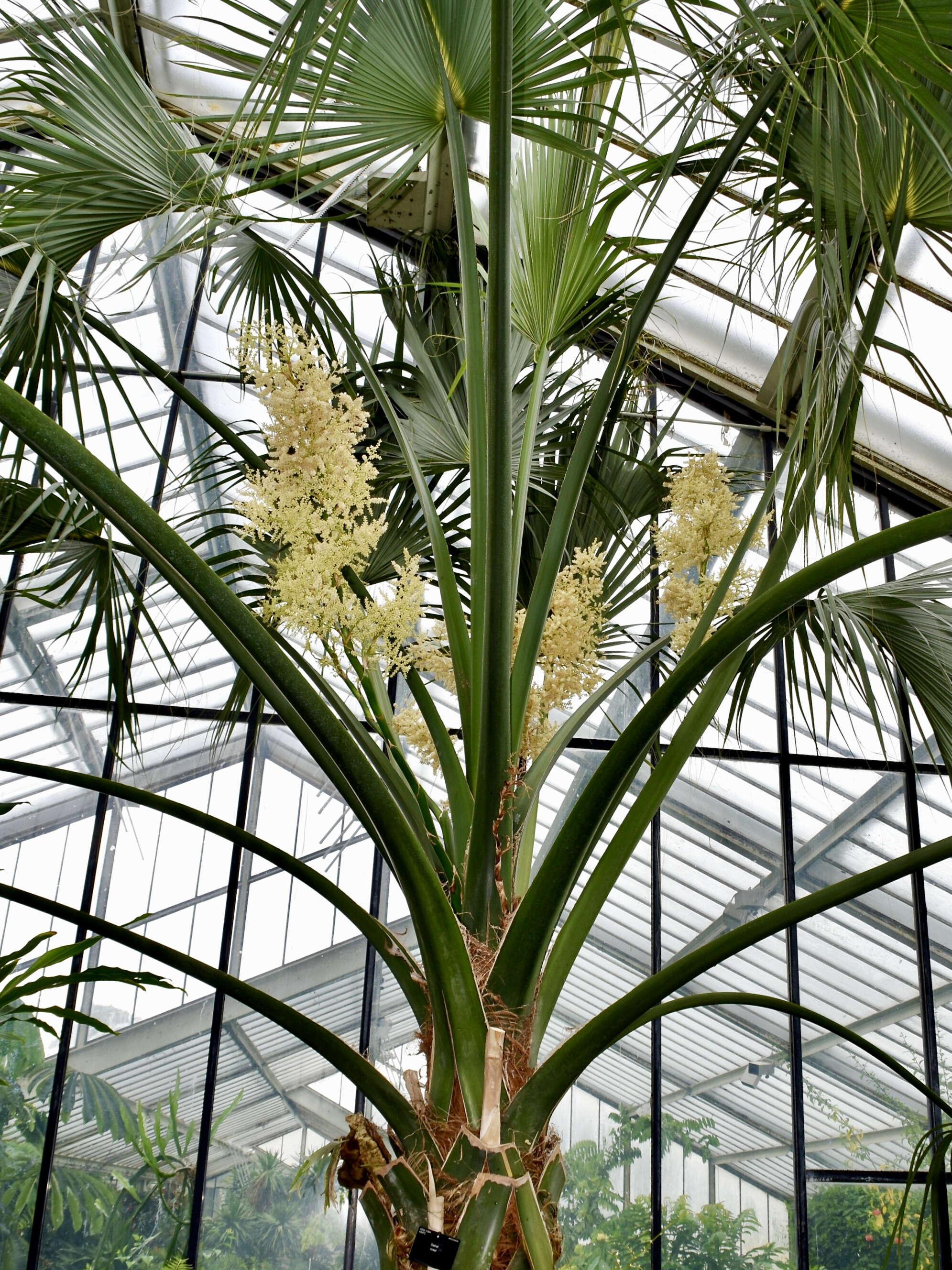 Image of Sabal rosei (O. F. Cook) Becc.