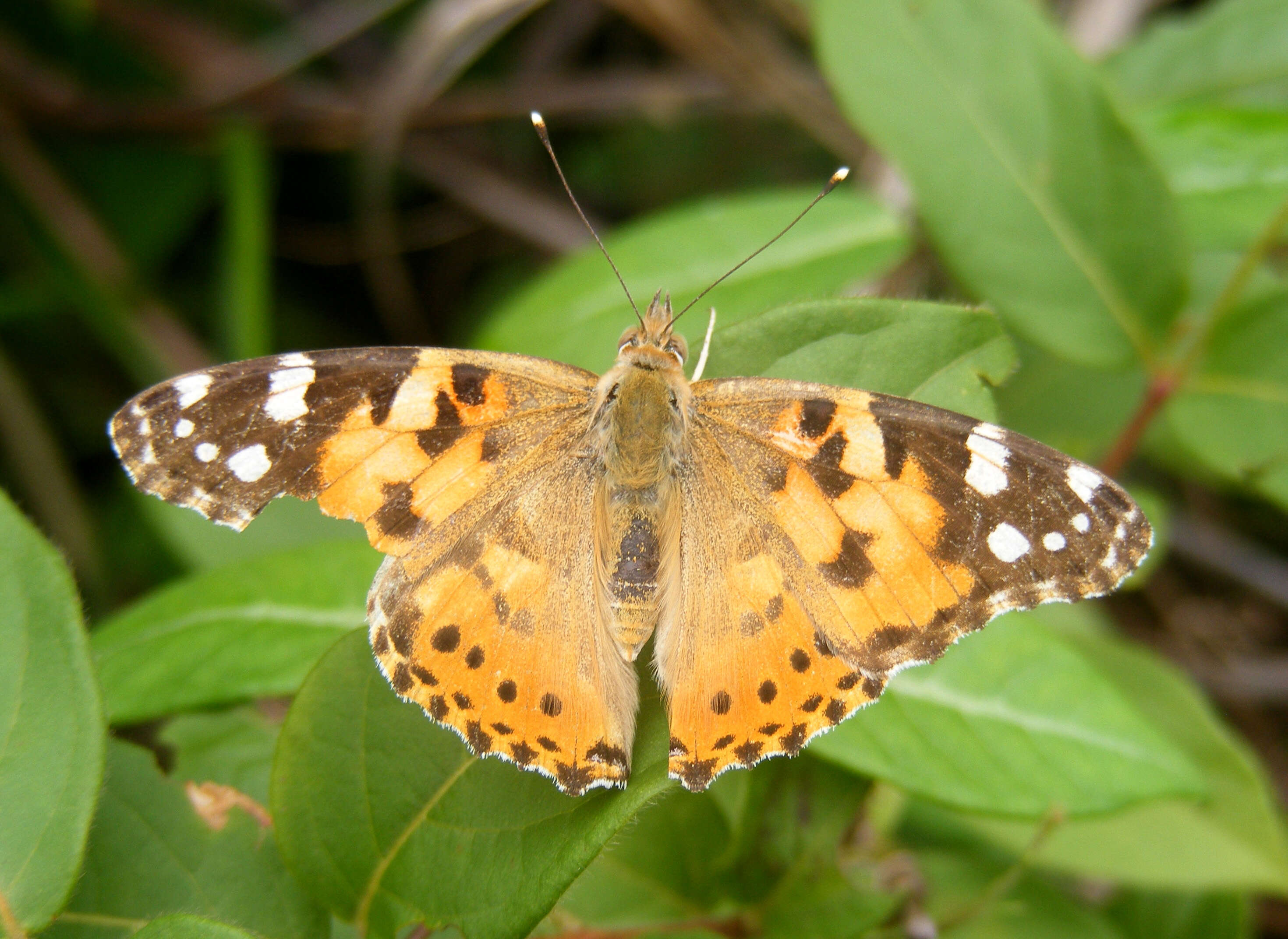 Image of Vanessa cardui