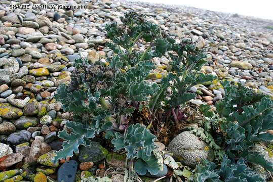 Image of sea kale