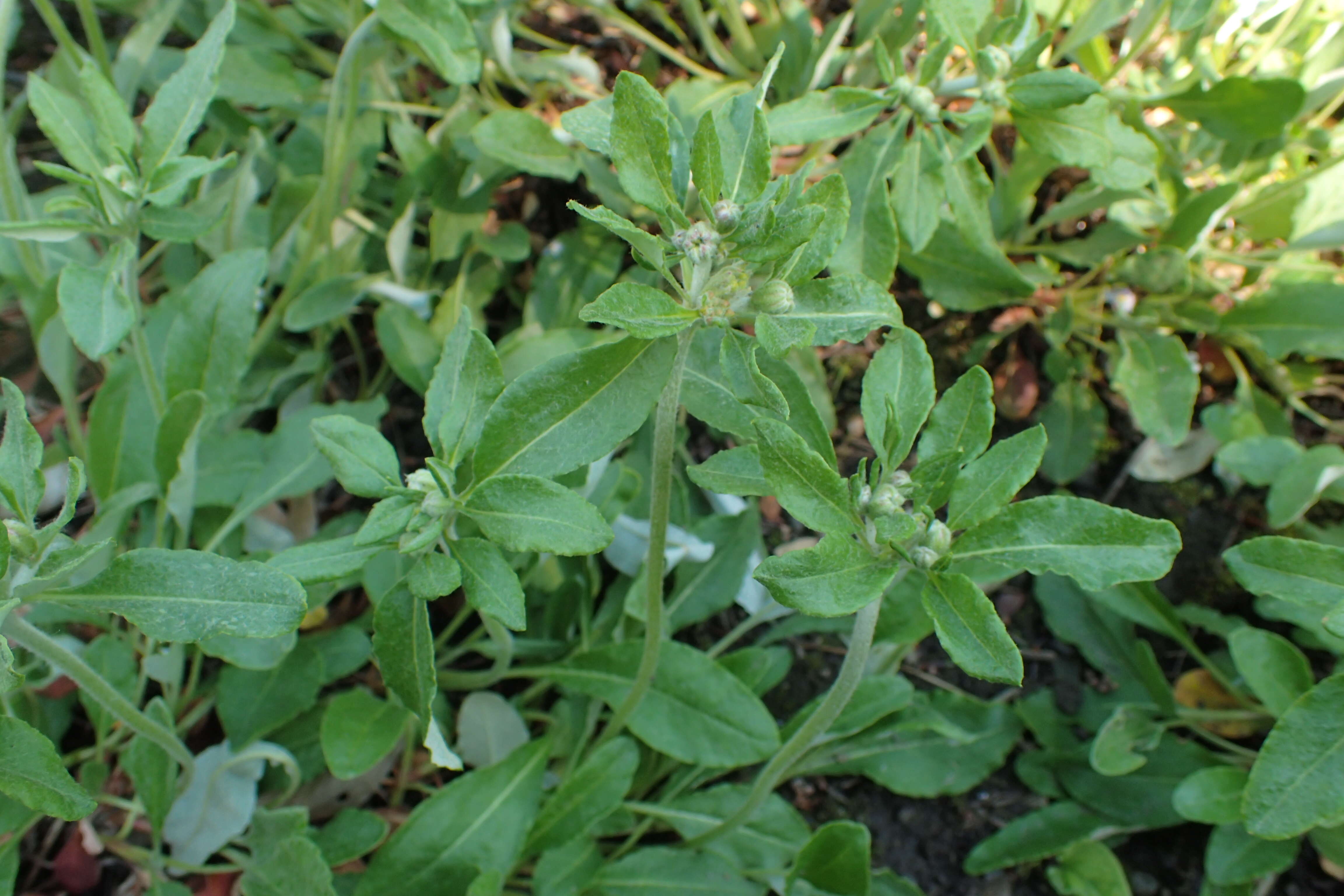 Image of alpine golden buckwheat