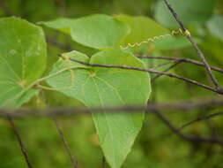 Image of Solena amplexicaulis (Lam.) Gandhi ex Saldanha & Nicolson