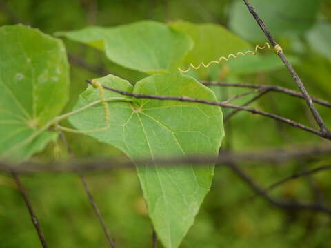 Image of Solena amplexicaulis (Lam.) Gandhi ex Saldanha & Nicolson