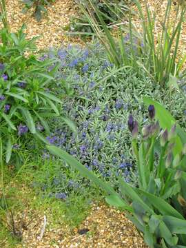 Image of Veronica cinerea Boiss. & Bal.