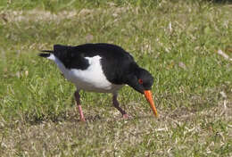 Image of oystercatcher, eurasian oystercatcher