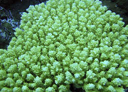 صورة Acropora retusa (Dana 1846)