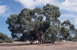 Image of Eucalyptus fasciculosa F. Müll.