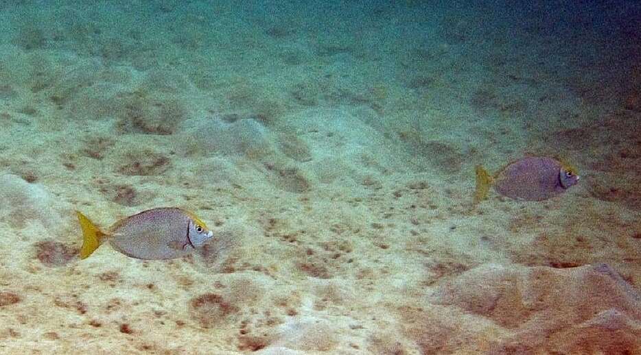 Image of Dusky rabbitfish