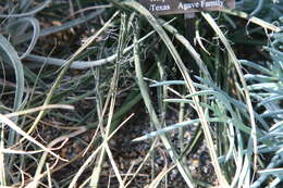 Image of redflower false yucca