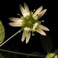 Imagem de Silene baccifera (L.) Roth