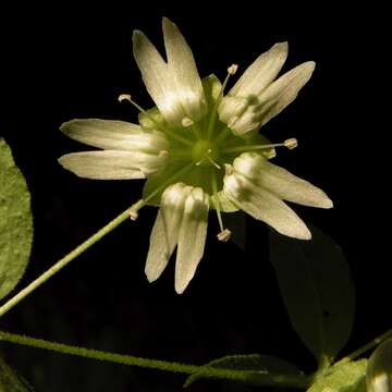 Image of Silene baccifera (L.) Roth