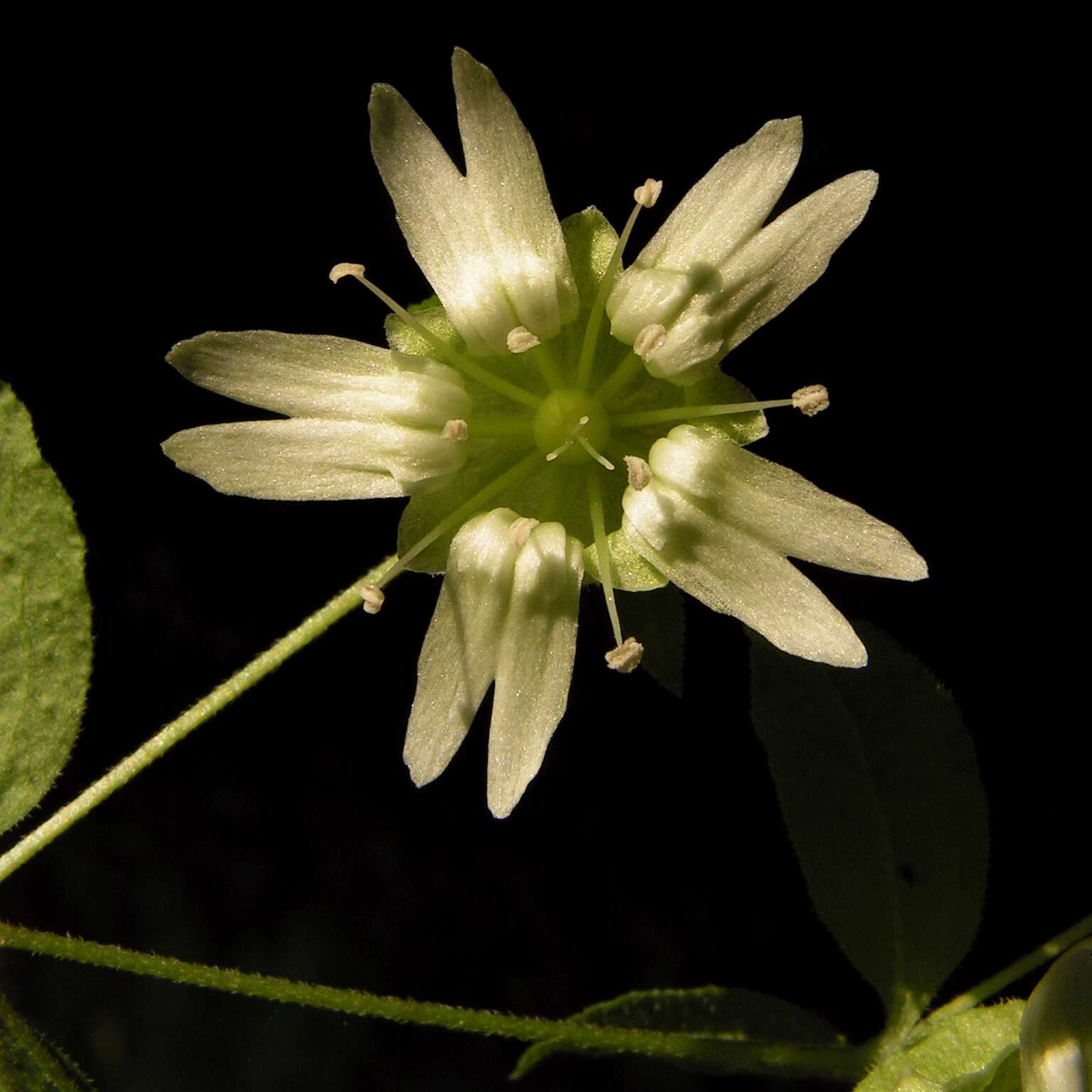 Imagem de Silene baccifera (L.) Roth