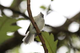 Image of Sclater's Tyrannulet