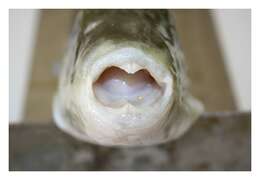 Image of Balloonfish