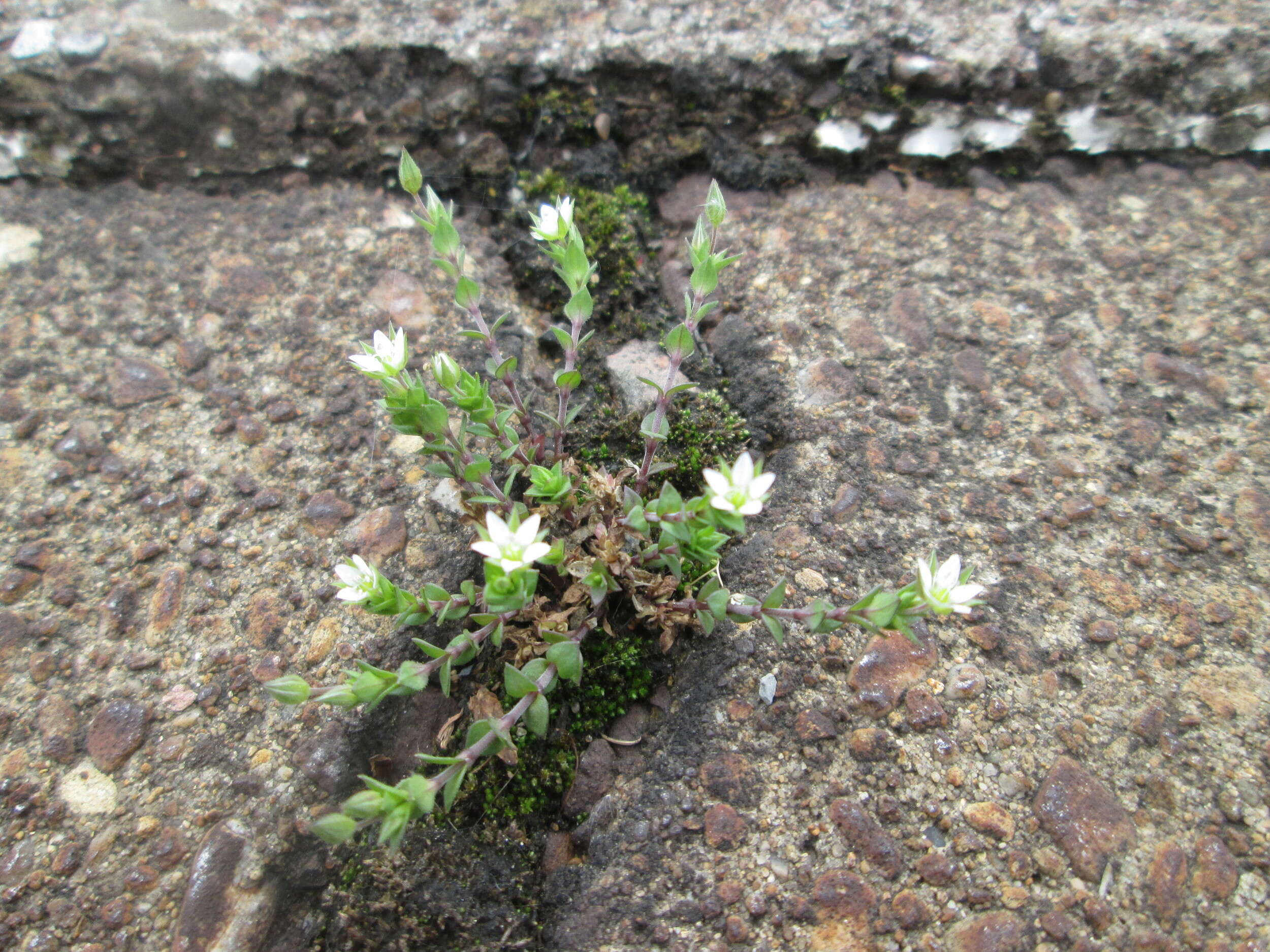 Image of Thyme-leaved Sandwort