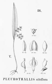 Image of Acianthera hygrophila (Barb. Rodr.) Pridgeon & M. W. Chase