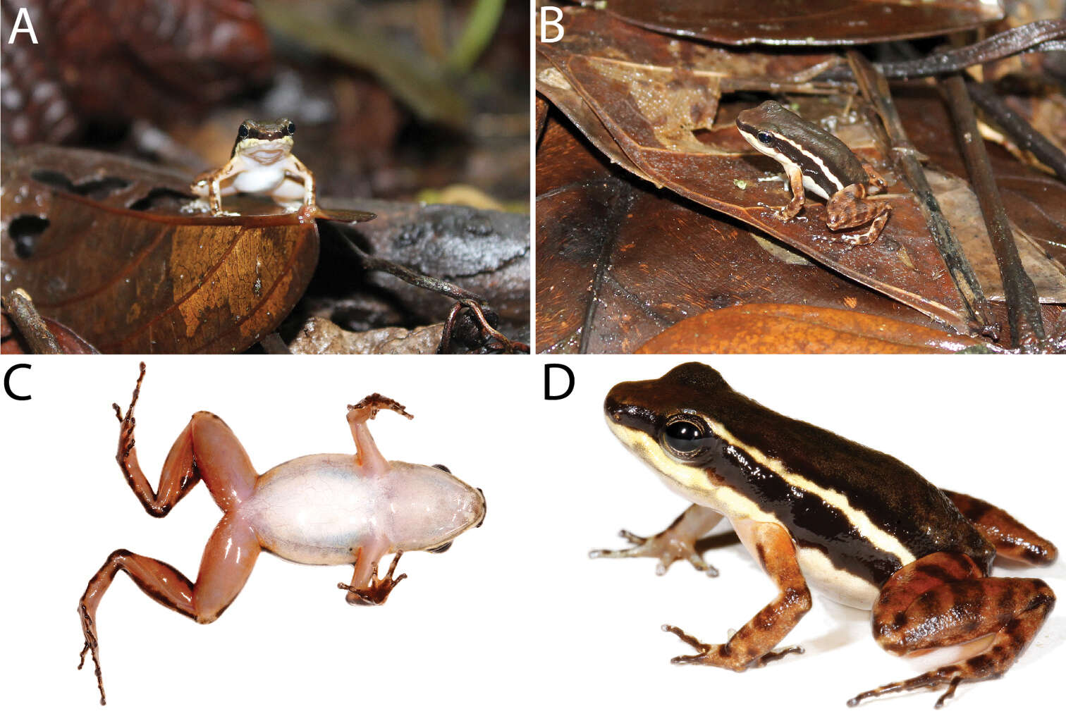 Image of Leucostethus Grant, Rada, Anganoy-Criollo, Batista, Dias, Jeckel, Machado & Rueda-Almonacid 2017