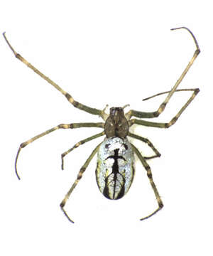 Image of Leucauge dromedaria (Thorell 1881)