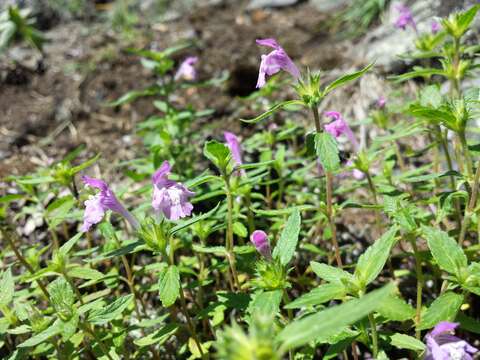 Imagem de Galeopsis ladanum L.