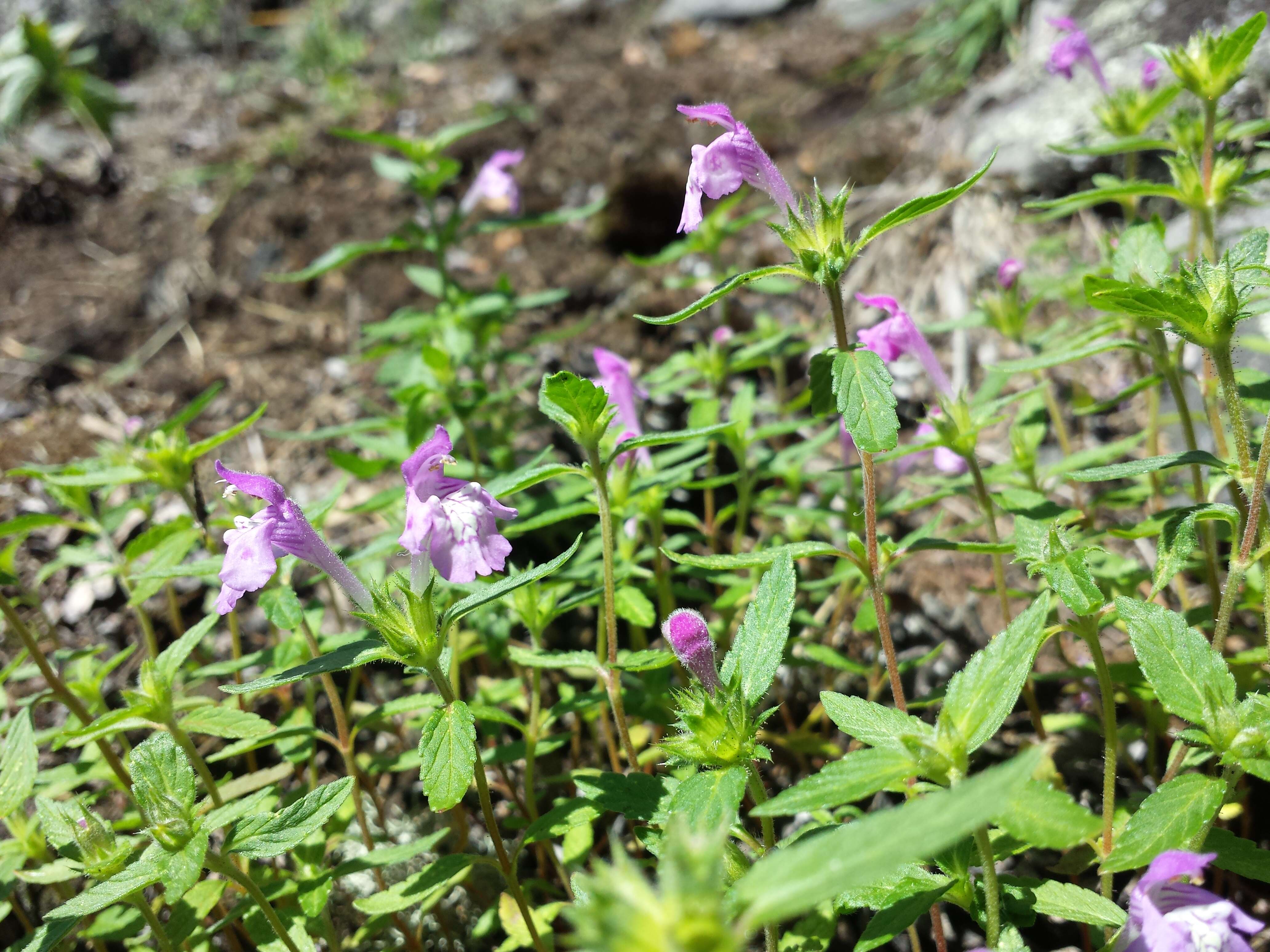 Image of Red hemp nettle