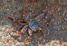 Image of brown land crab