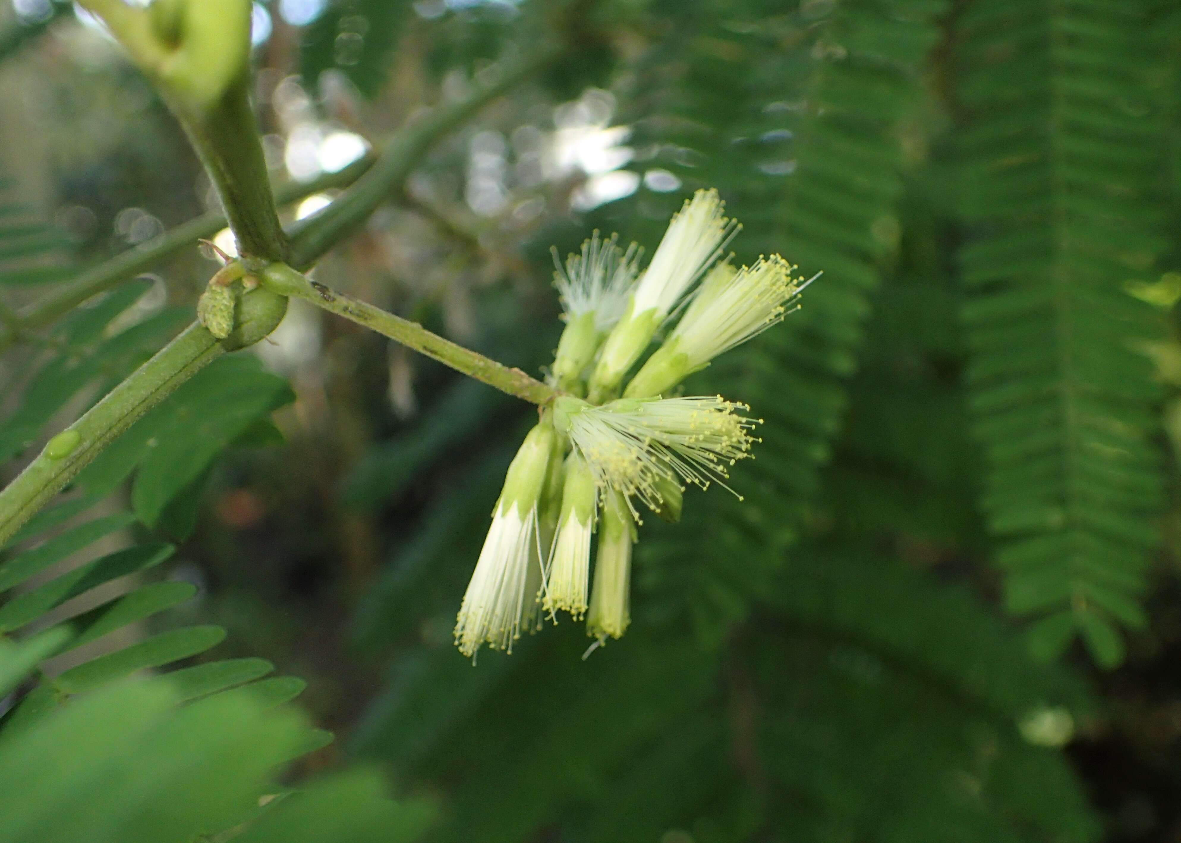 Image of plume albizia