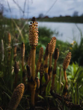 Image of horsetails