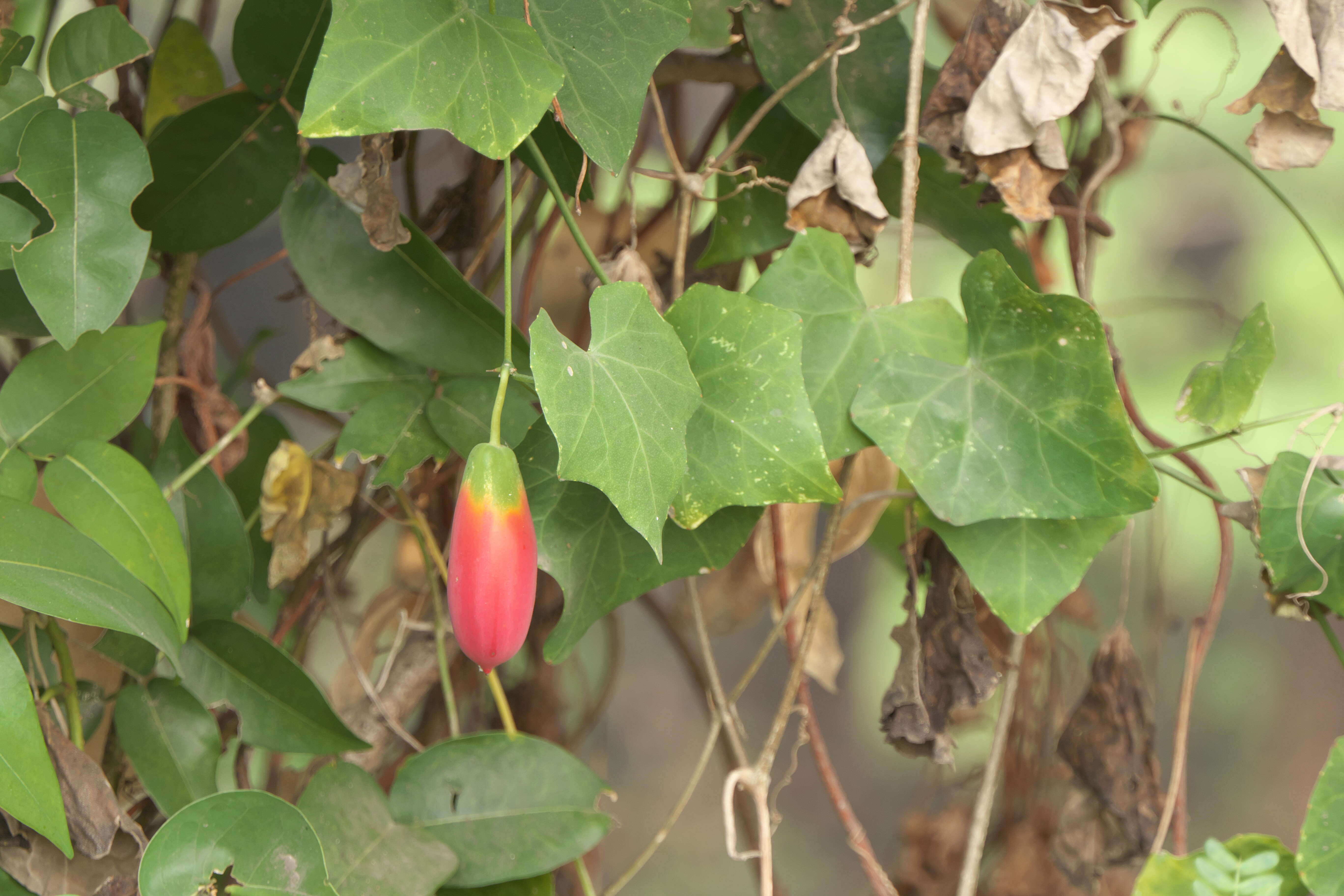 Image of ivy gourd