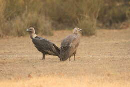 Image of Asian White-backed Vulture