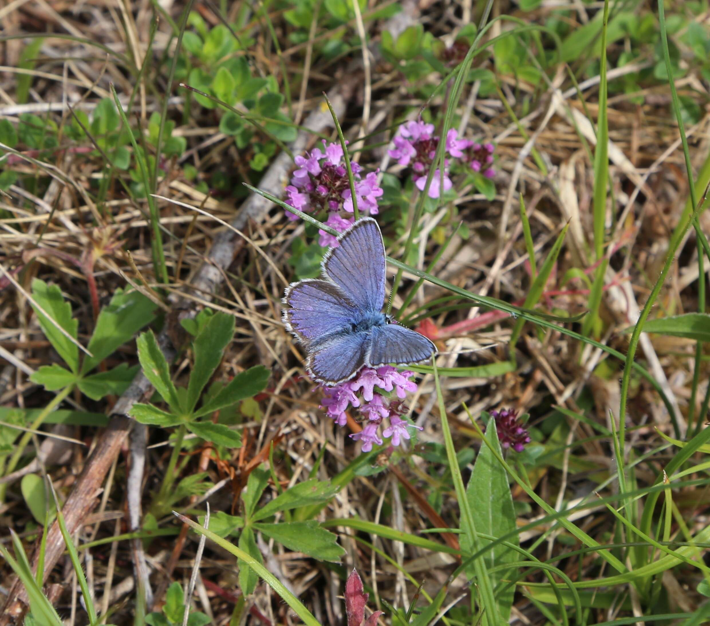 Image of Plebejus idas