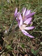 Image of Autumn crocus