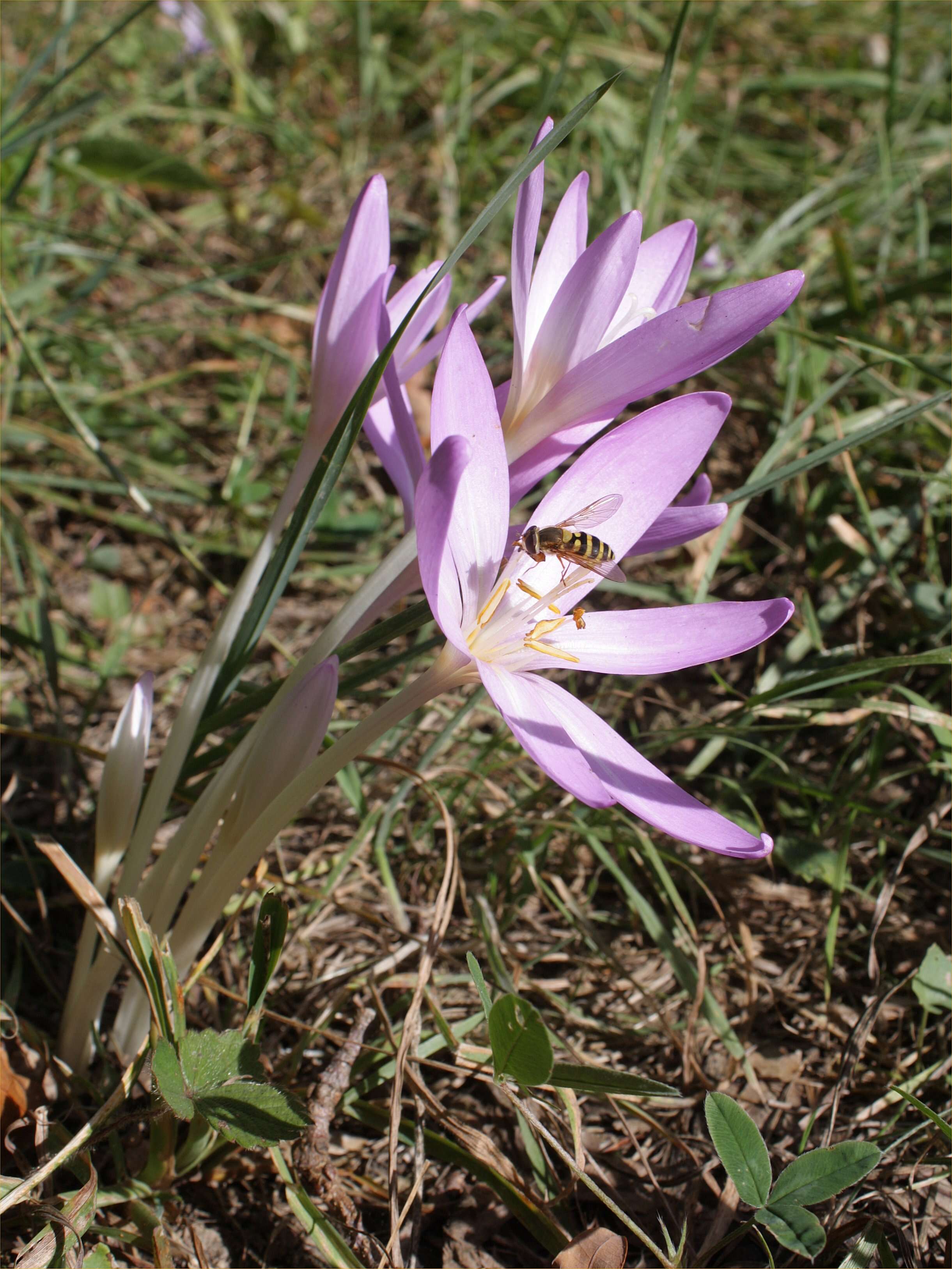 Image of Autumn crocus