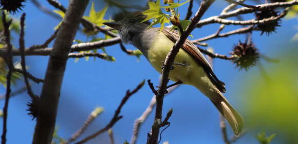 Image of Great Crested Flycatcher