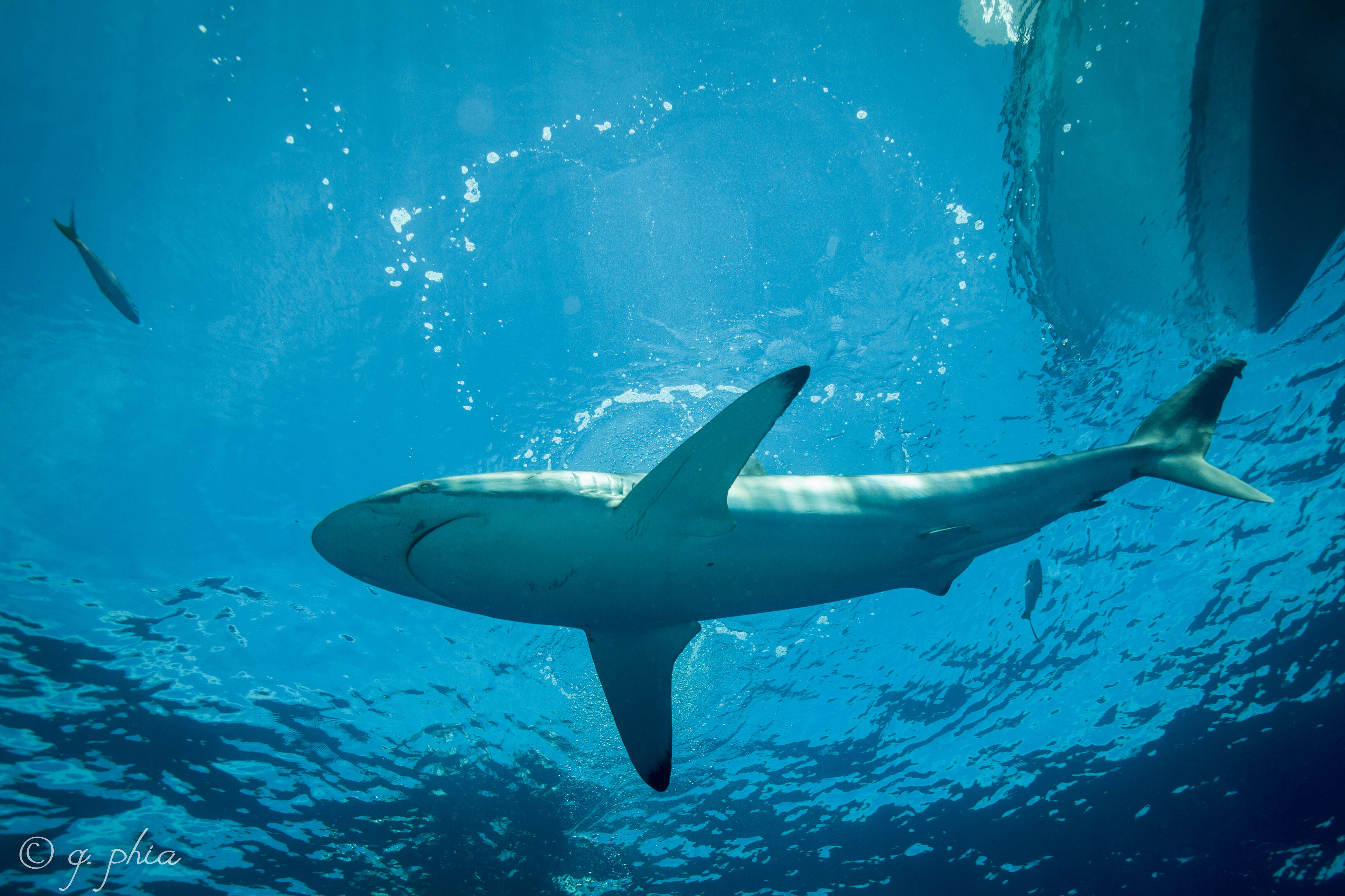 Image of Caribbean Reef Shark