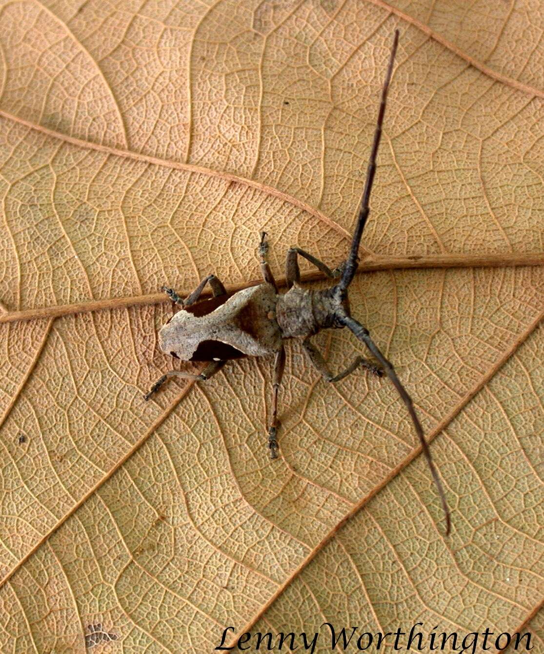 Image of Paraleprodera insidiosa (Gahan 1888)