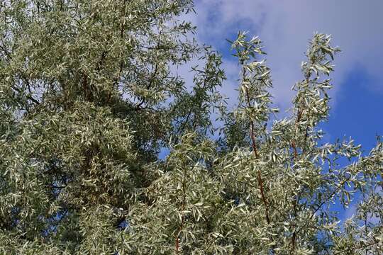 Plancia ëd Pyrus salicifolia Pall.