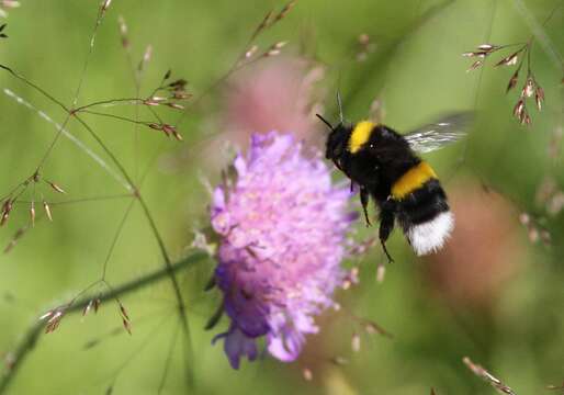 Image of White-tailed bumblebee