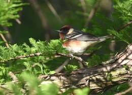 Image of Bay-breasted Warbler