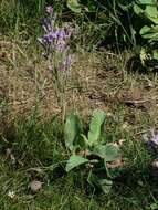 Image of Mediterranean sea lavender