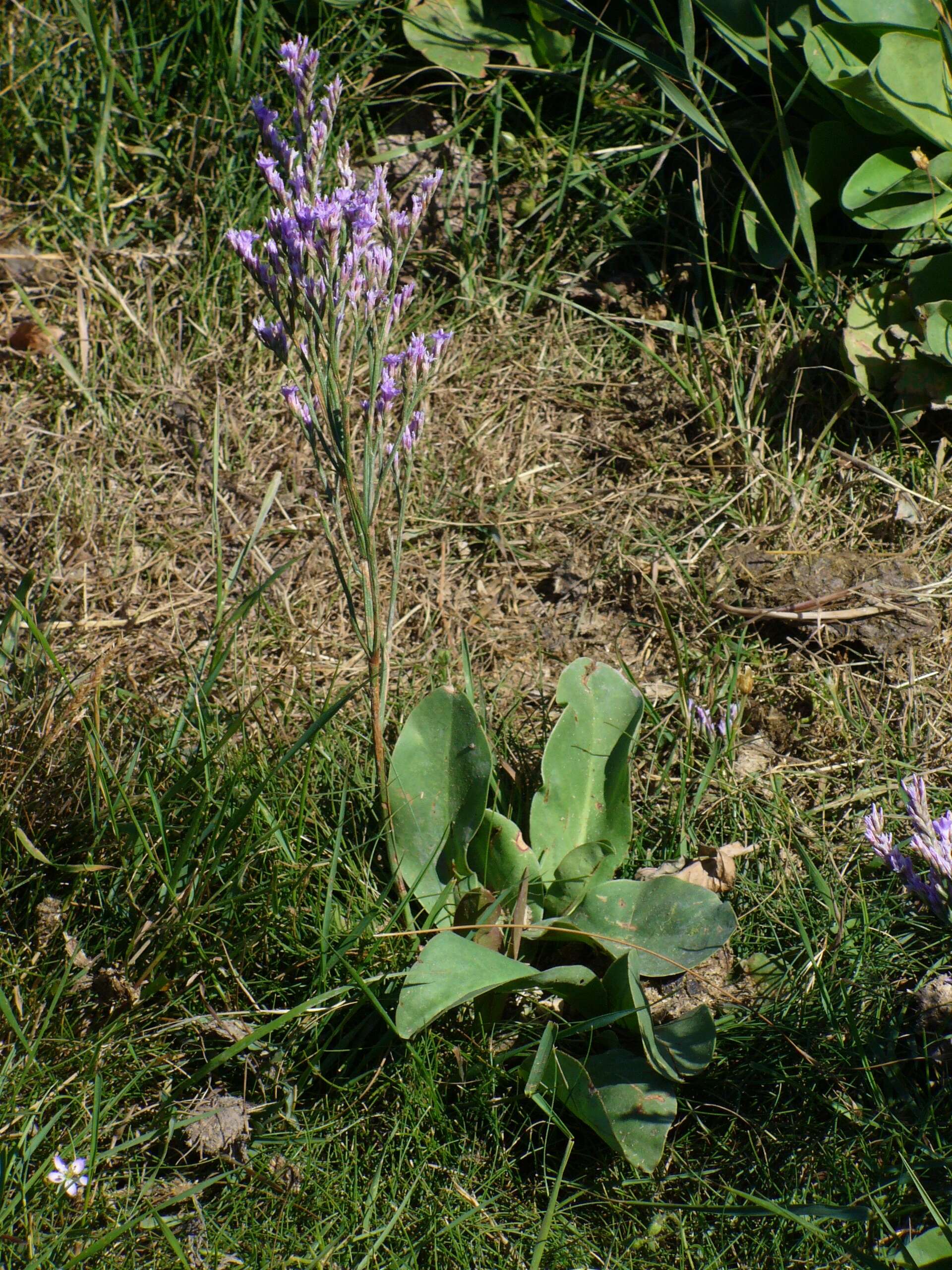 Image of Mediterranean sea lavender