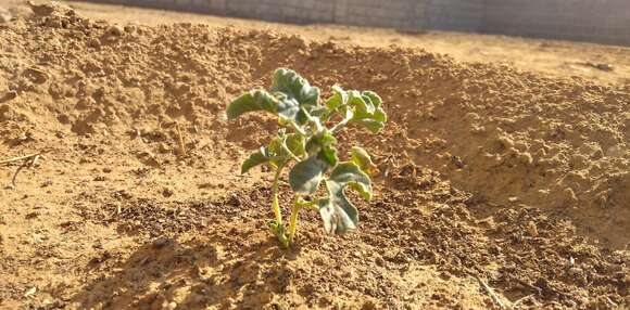 Image of Desert Vines