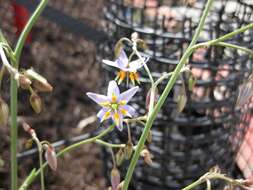 Image of Dianella amoena G. W. Carr & P. F. Horsfall