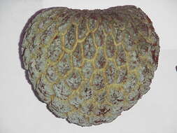 Image of Annona crassiflora Mart.