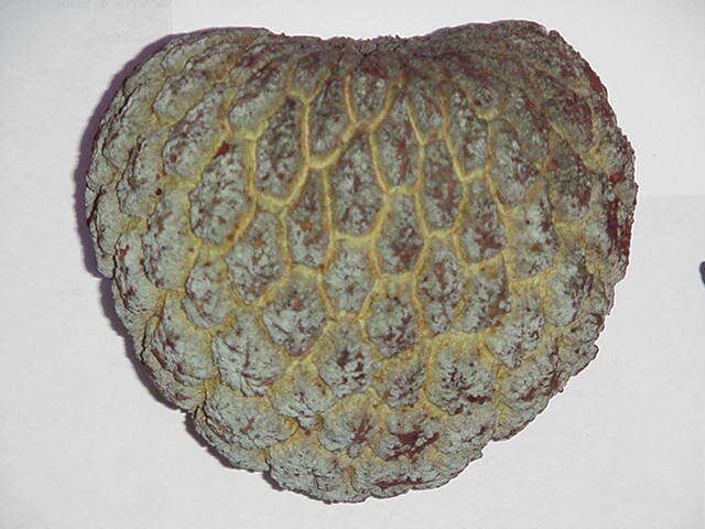 Image of Annona crassiflora Mart.