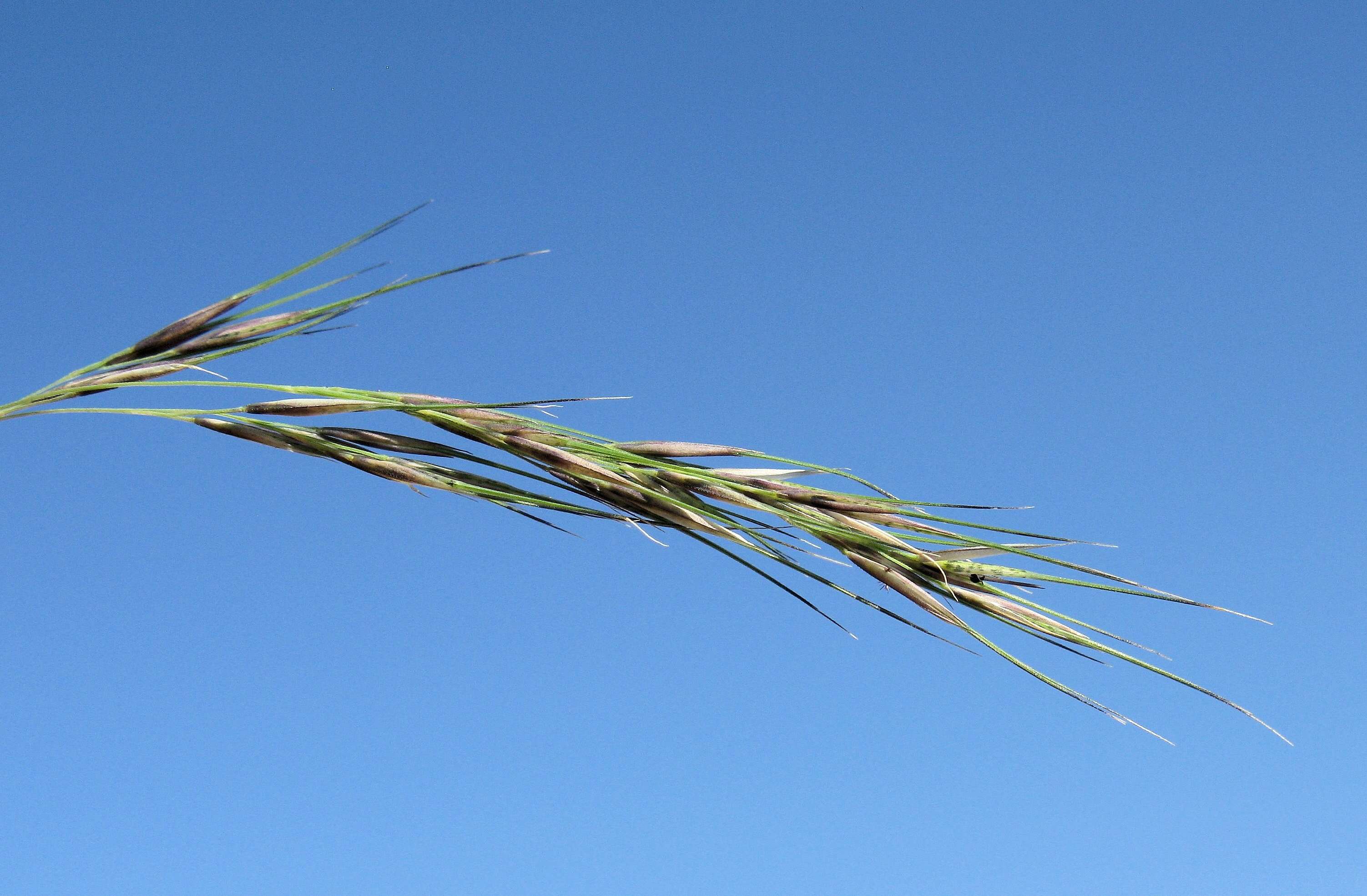 Image of Aristida benthamii Henrard