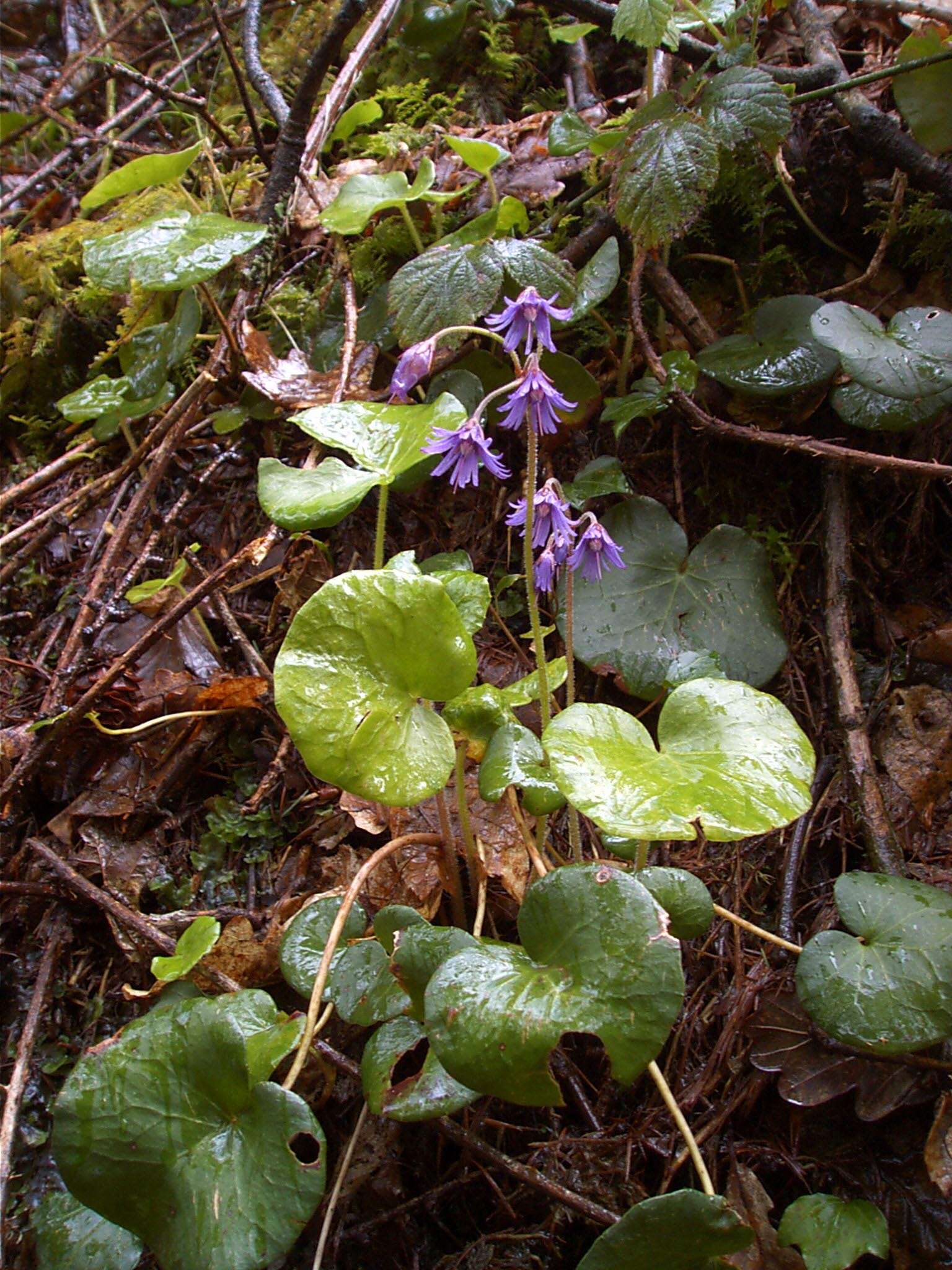 Image of Soldanella villosa Labarrère