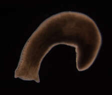 Image de Planariidae